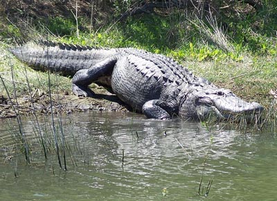 Texas Alligator